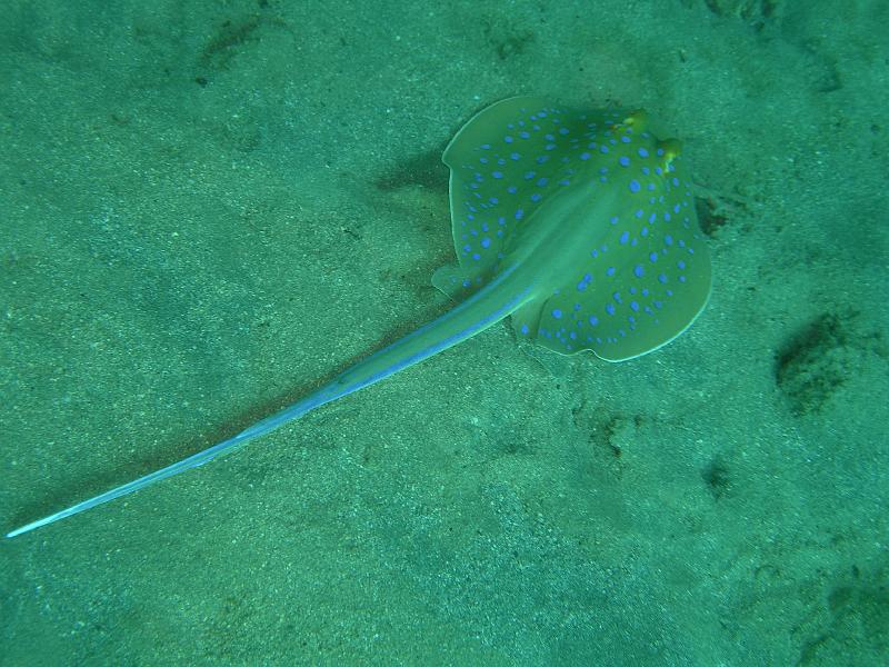 MANGROVE 07  2008 314.jpg